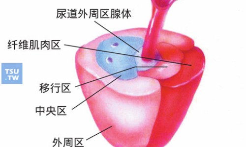 参倍固肠胶囊成分-固肠胶囊成分网-分享固肠胶囊的成分，参倍固肠胶囊成分知识库