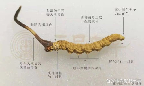 固肠胶囊成分及功效-固肠胶囊成分网-分享固肠胶囊的成分，参倍固肠胶囊成分知识库