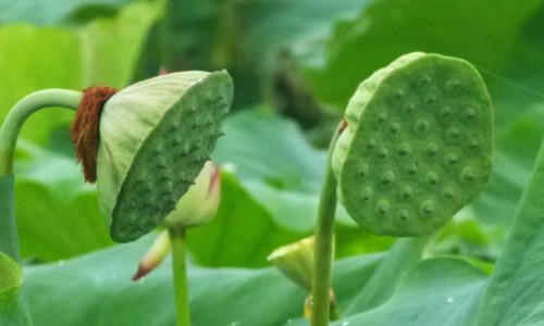 莲子银耳汤功效和作用